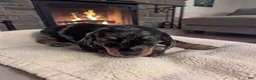 Miniature Dachshund dogs for sale: Scarlet - Ad 2