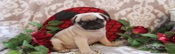 Pug dogs for sale: Clint - Ad 11