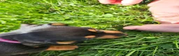 Miniature Dachshund dogs for sale: Zella - Ad 6