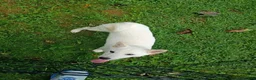 Shiba Inu dogs for sale: Reduced  - Ad 2