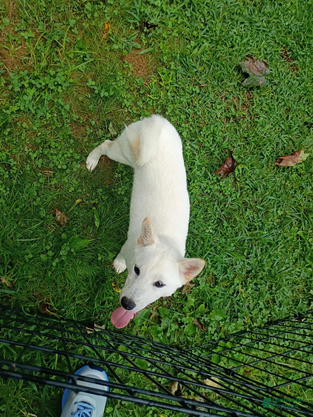 Shiba Inu dogs for sale: Reduced  - Ad 2