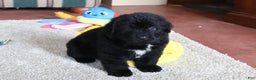 Newfoundland dogs for sale: Tanya - Ad 8