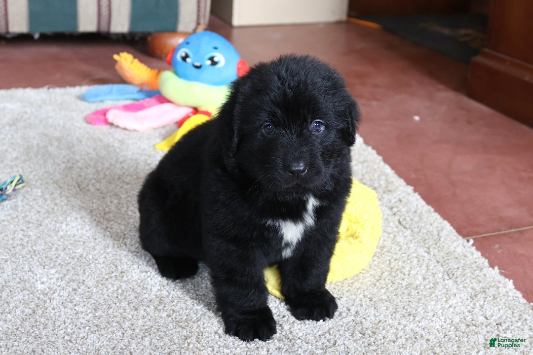 Newfoundland dogs for sale: Tanya - Ad 8