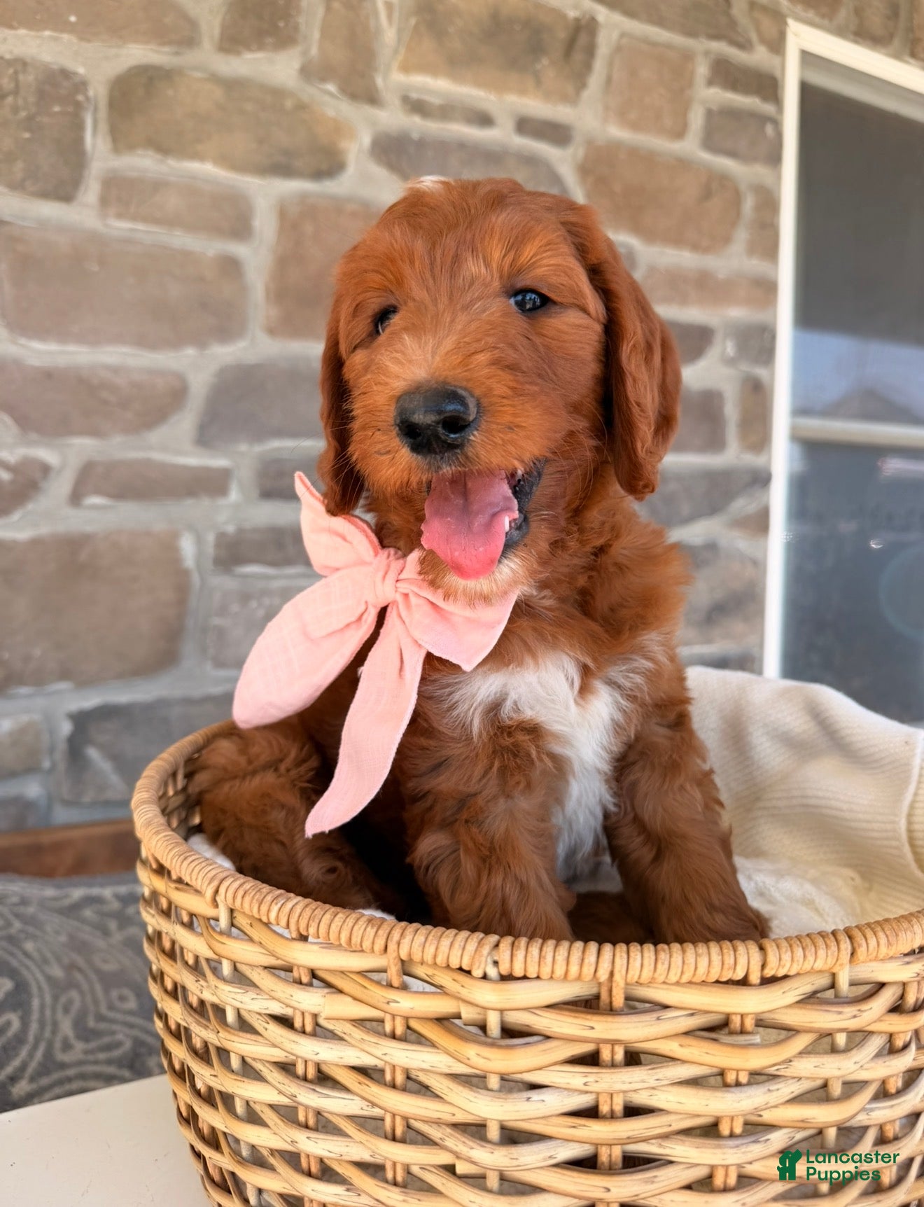 Goldendoodle dogs Elsie - Ad 1