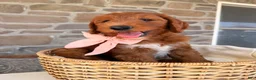 Goldendoodle dogs for sale: Elsie - Ad 1