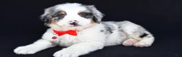 Mini Bernedoodle dogs for sale: Luke - Ad 7