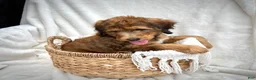 Bernedoodle dogs for sale: Sadie - Ad 11