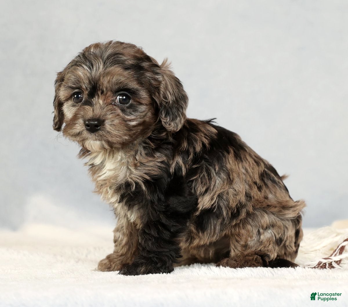 Cavapoo dogs Bella - Ad 34