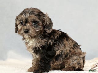 Cavapoo dogs Bella - Ad 34