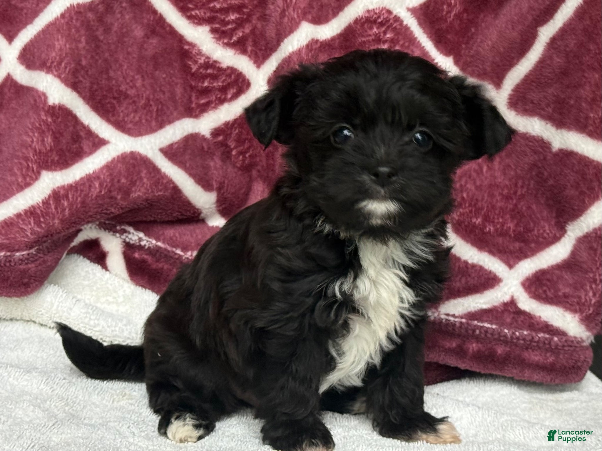 Yochon dogs Teddy - Ad 2