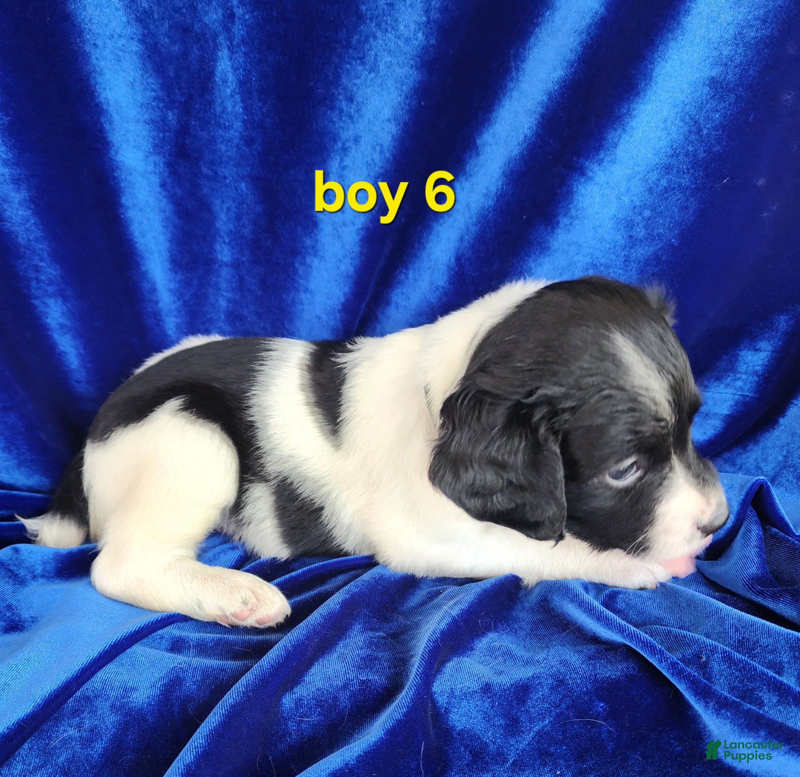 Brittany Spaniel dogs French Brittany boy 6 - Ad 2