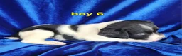 Brittany Spaniel dogs for sale: French Brittany boy 6 - Ad 2
