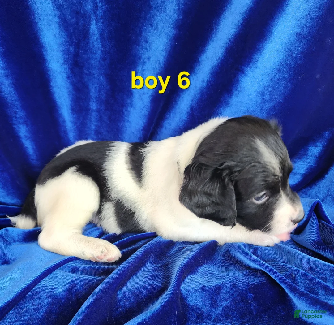 Brittany Spaniel dogs for sale: French Brittany boy 6 - Ad 2