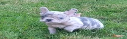 French Bulldog dogs for sale: Hero - Ad 4