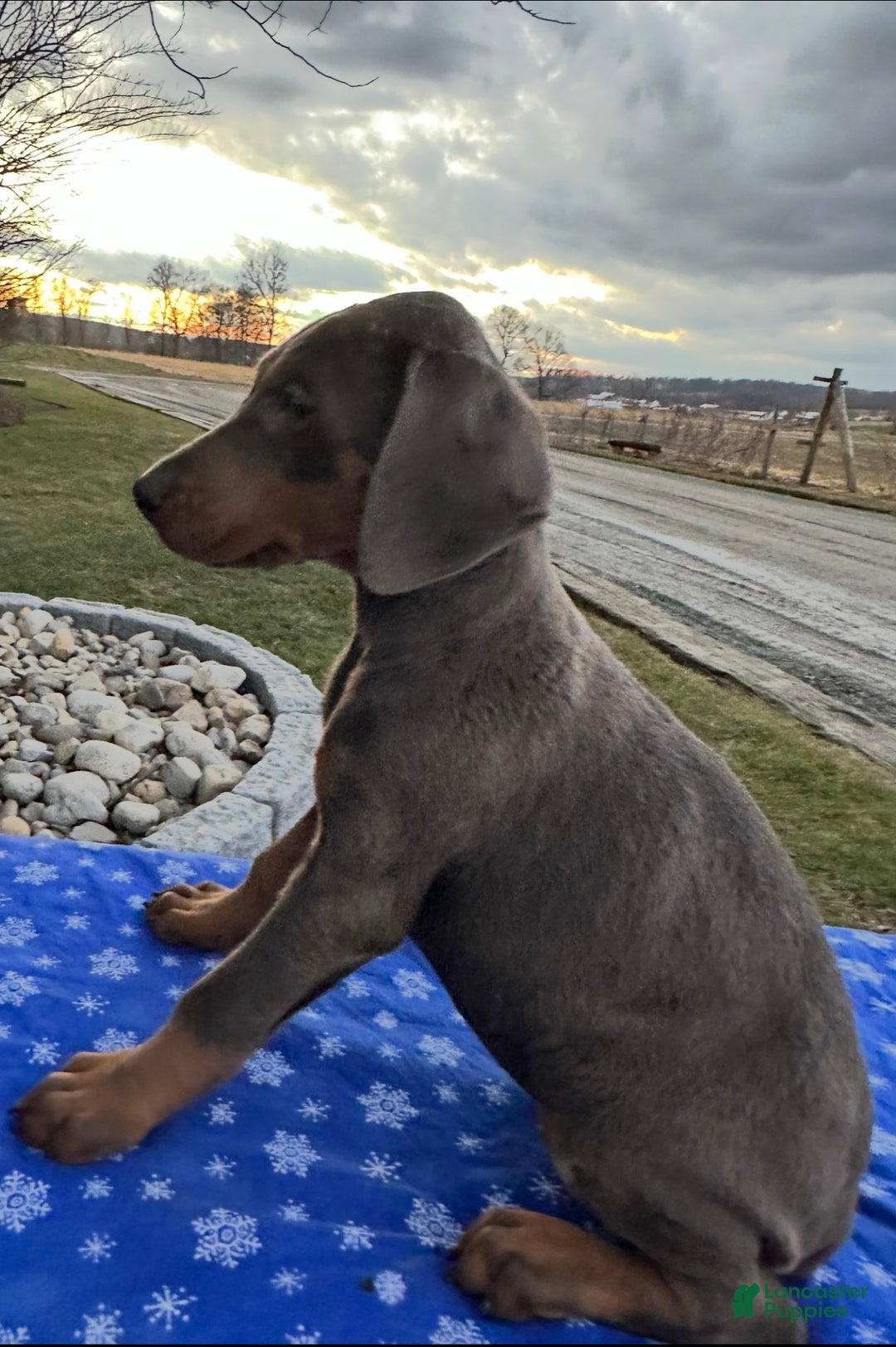Doberman Pinscher dogs for sale: Akc Doberman Pinscher Blue Valentine - Ad 8