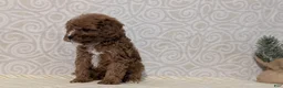 Cavapoo dogs for sale: Chase - Ad 6