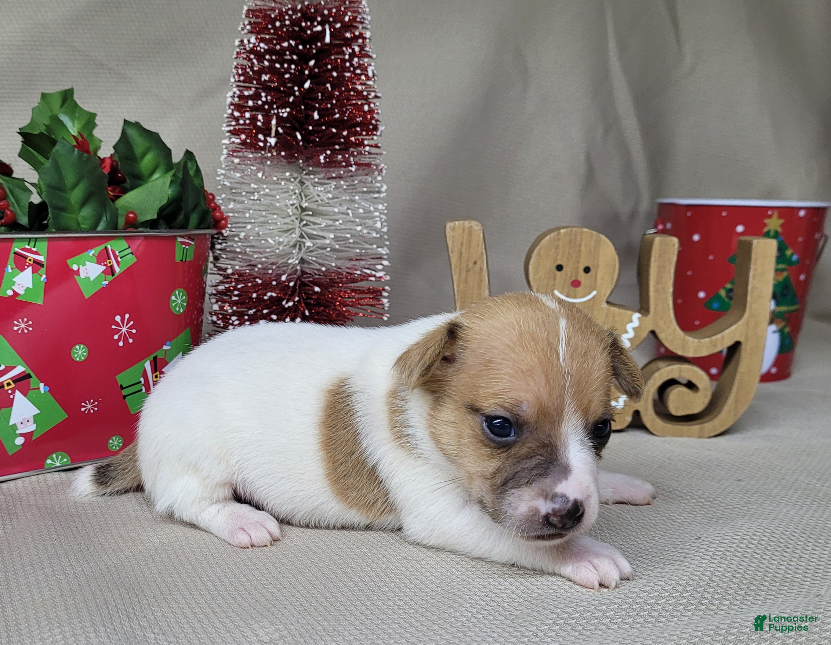 Jack Russell Terrier dogs Westfork's THORN - Ad 3