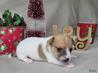 Jack Russell Terrier dogs Westfork's THORN - Ad 3