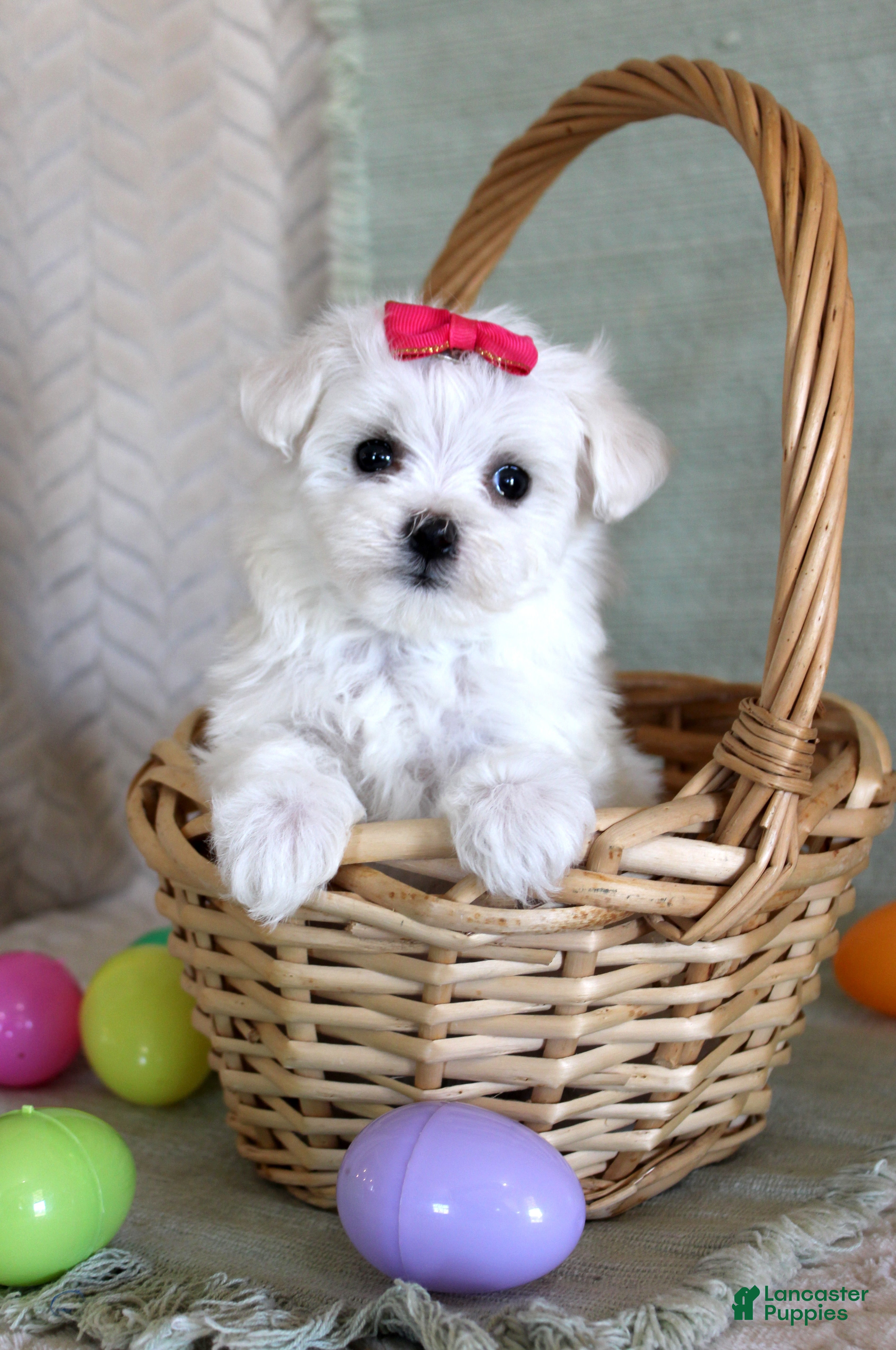 Maltese dogs Tulip - Ad 6