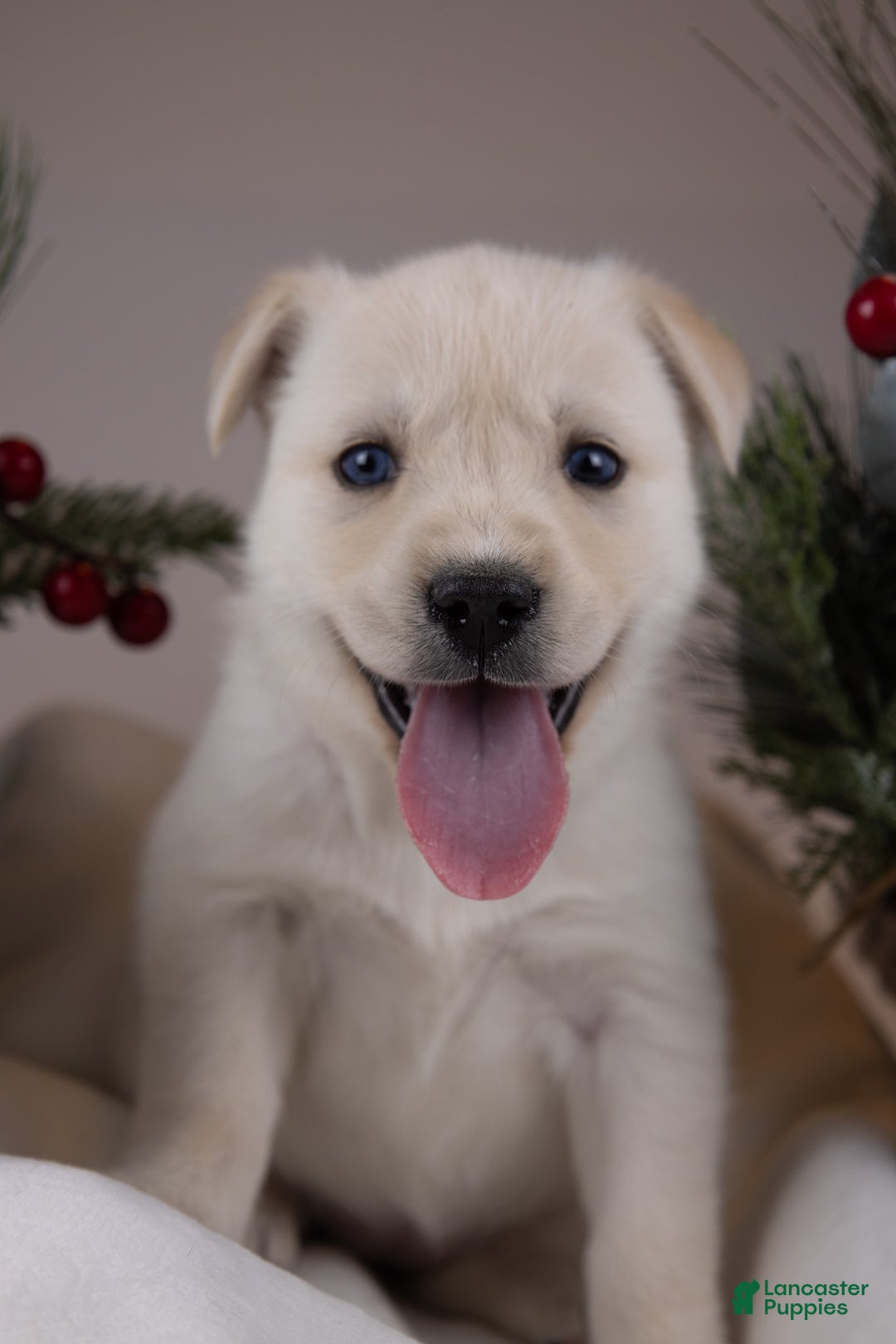 Goberian dogs for sale: Bear - Ad 15