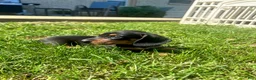 Miniature Dachshund dogs for sale: Todd - Ad 7