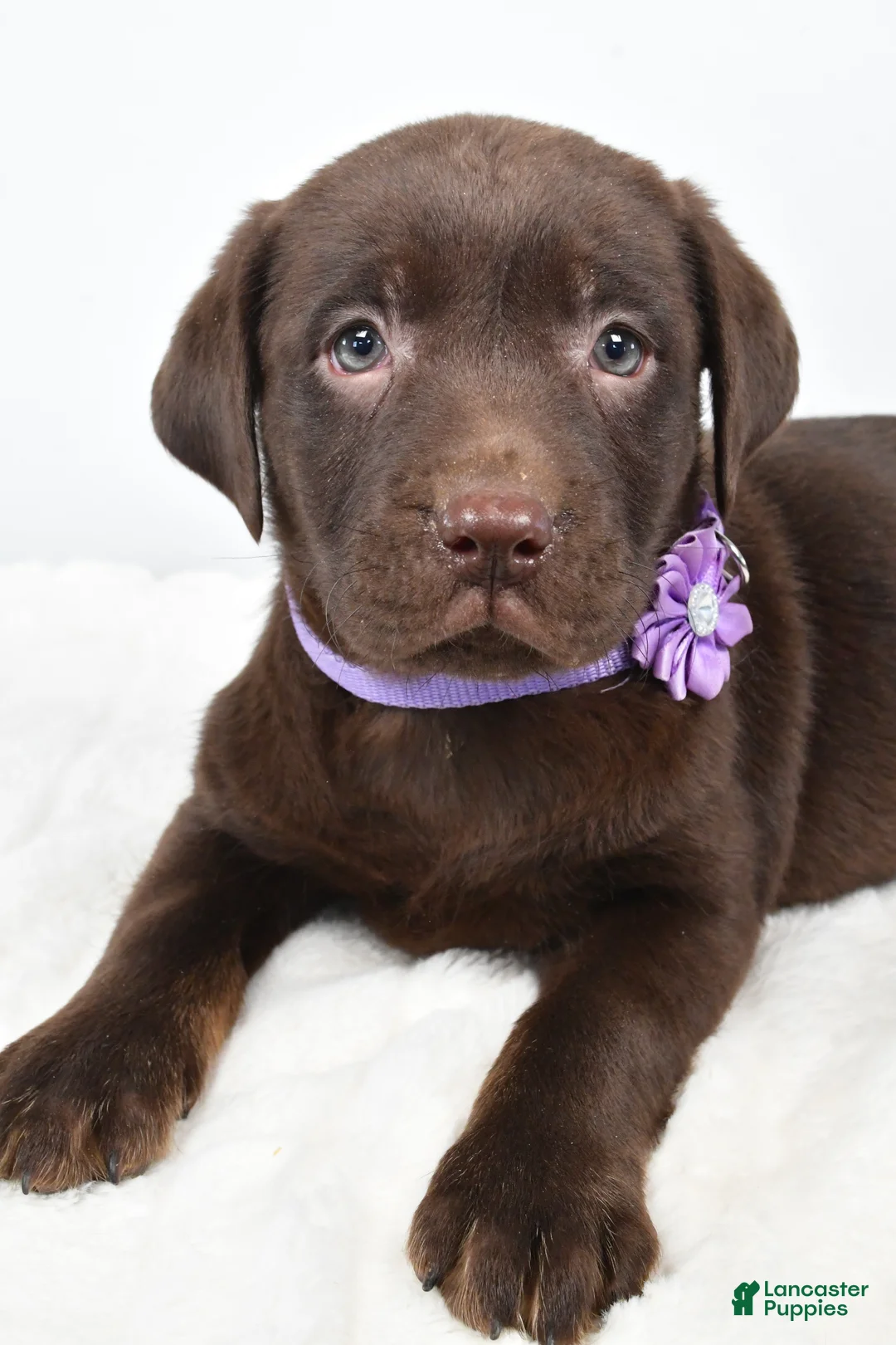 Labrador Retriever dogs for sale: Mindi - Ad 5