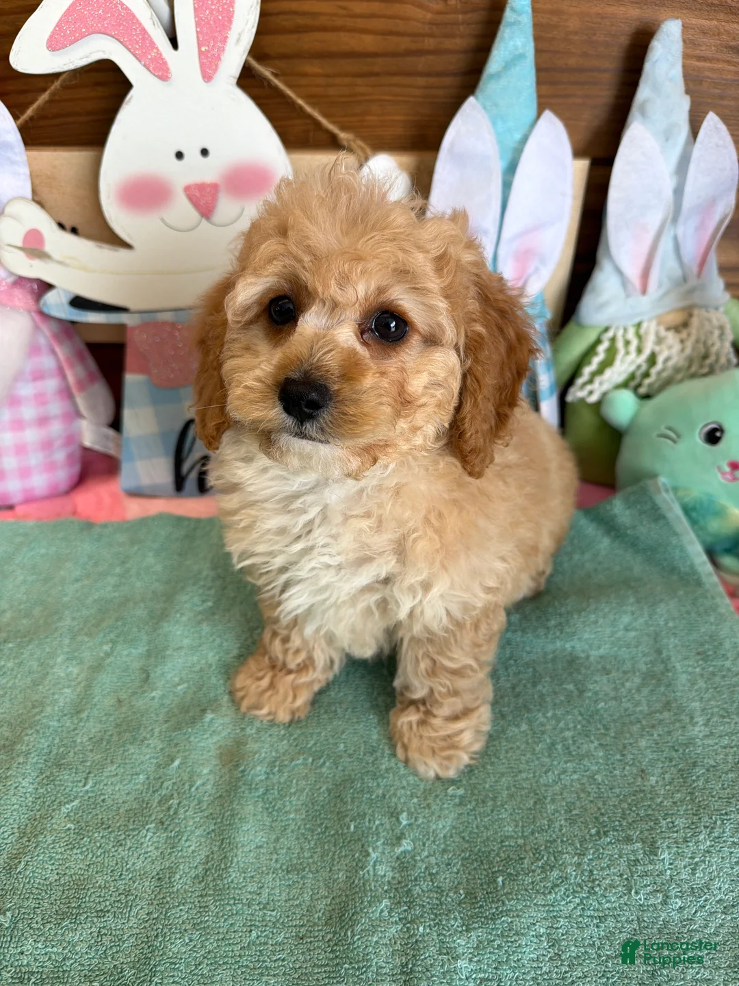 Cockapoo dogs for sale: Franko - Ad 2