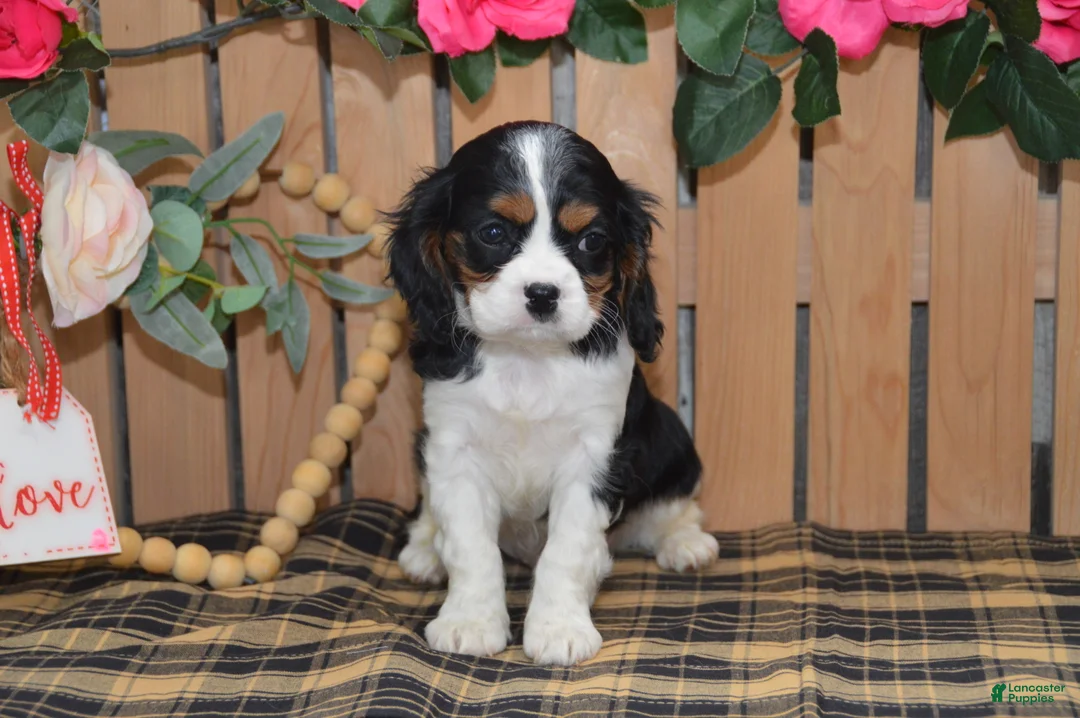Cavalier King Charles Spaniel dogs for sale: Douglas - Ad 5