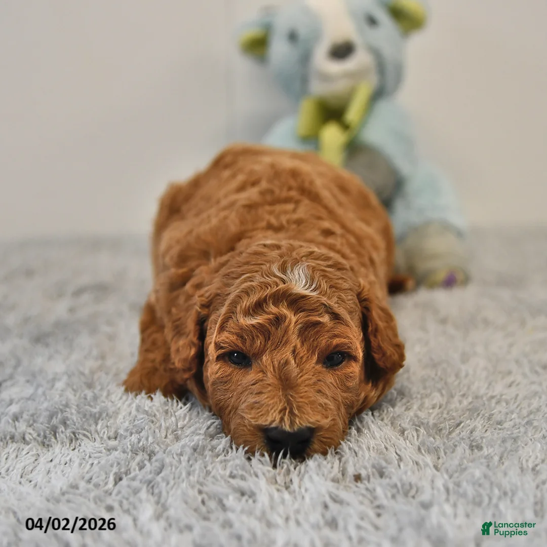 Mini Goldendoodle dogs for sale: Rocky - Ad 2