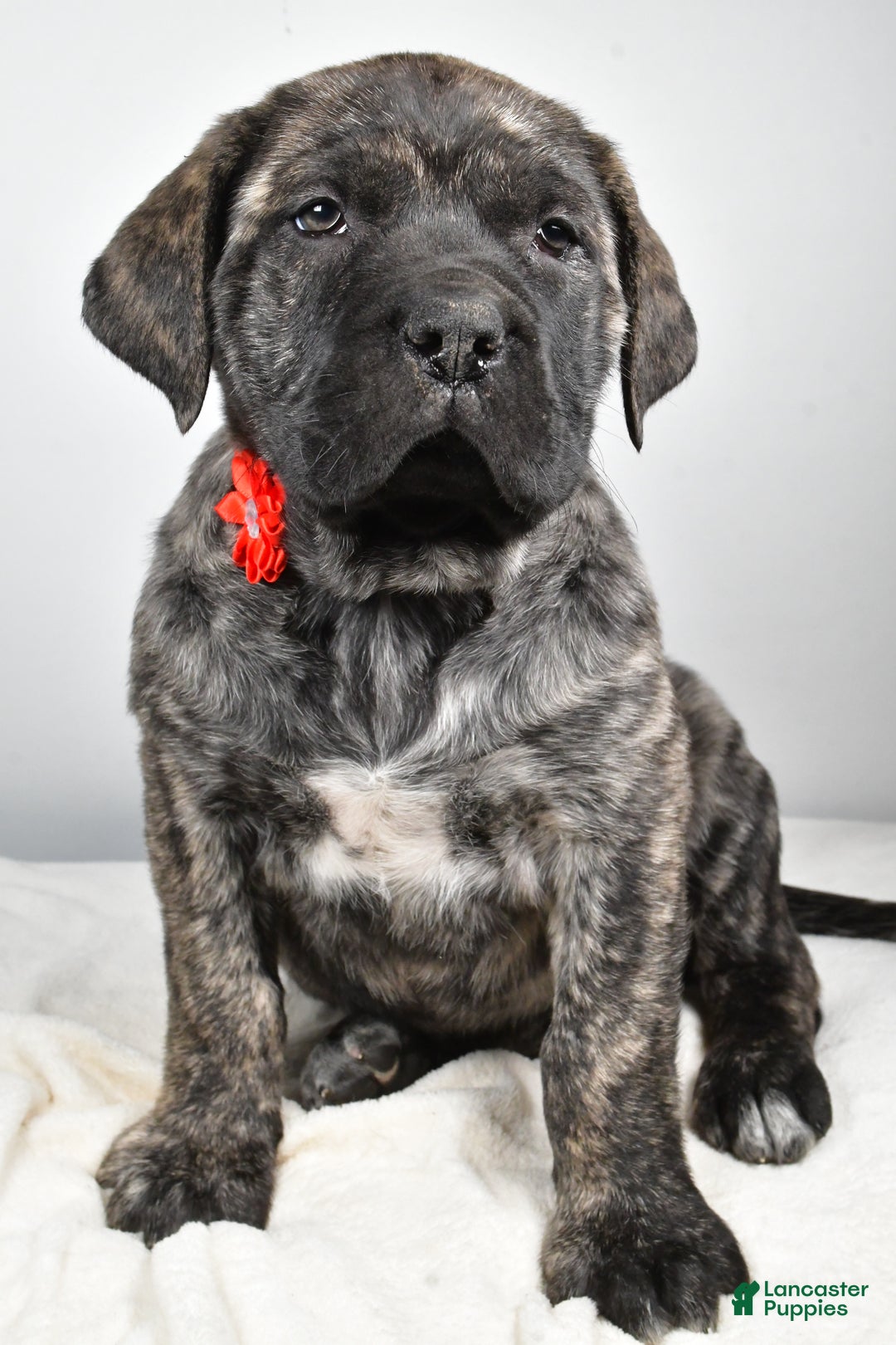 English Mastiff dogs for sale: Sue - Ad 5