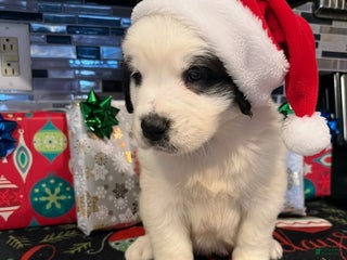 Saint Bernard dogs Puppy 3 - Ad 17