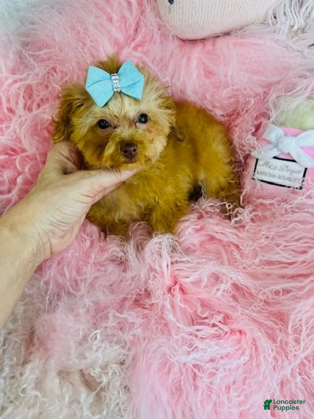 Toy Poodle dogs for sale: Toy Poodle Puppy 1 - Ad 3