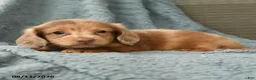 Dachshund dogs for sale: Chester - Ad 4