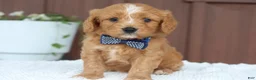 Miniature Golden Retriever dogs for sale: Miniature Golden Retriever Puppy 7 - Ad 2