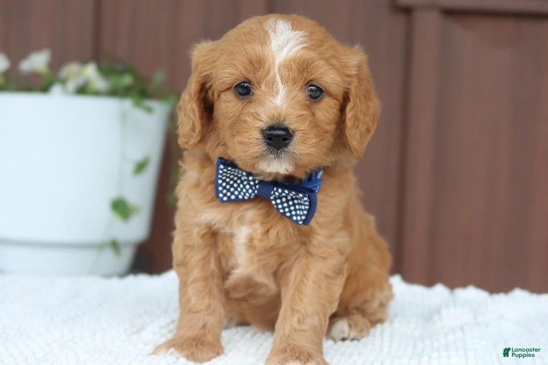 Miniature Golden Retriever dogs for sale: Miniature Golden Retriever Puppy 7 - Ad 2
