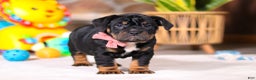 Mixed Breed dogs for sale: Sally - Ad 2