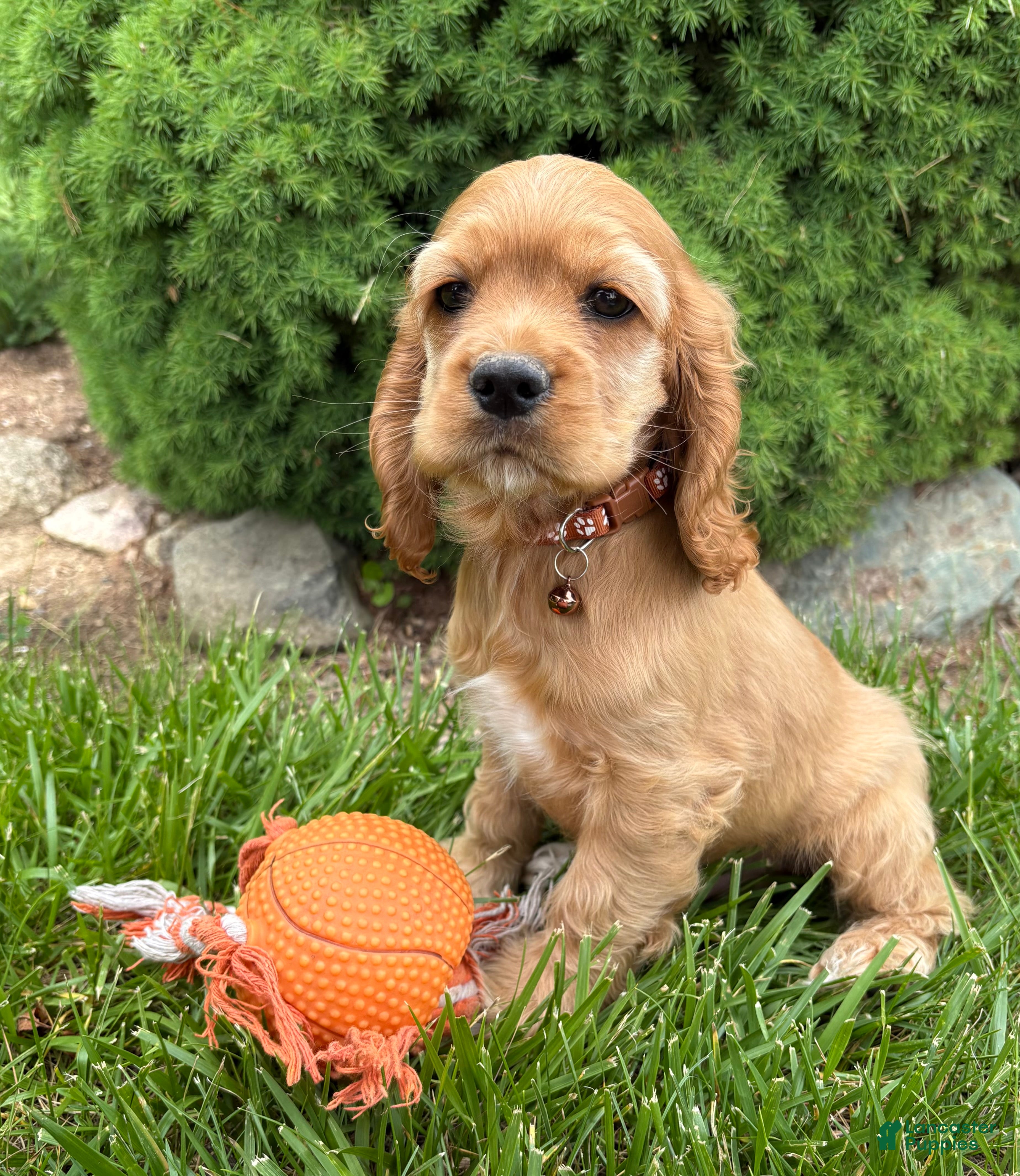 Cocker Spaniel dogs Jasper - Ad 2