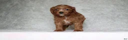 Cavapoo dogs for sale: Beau - Ad 1