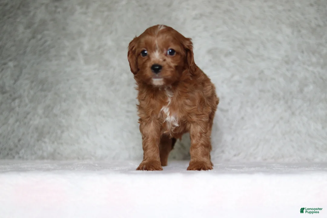 Cavapoo dogs for sale: Beau - Ad 1