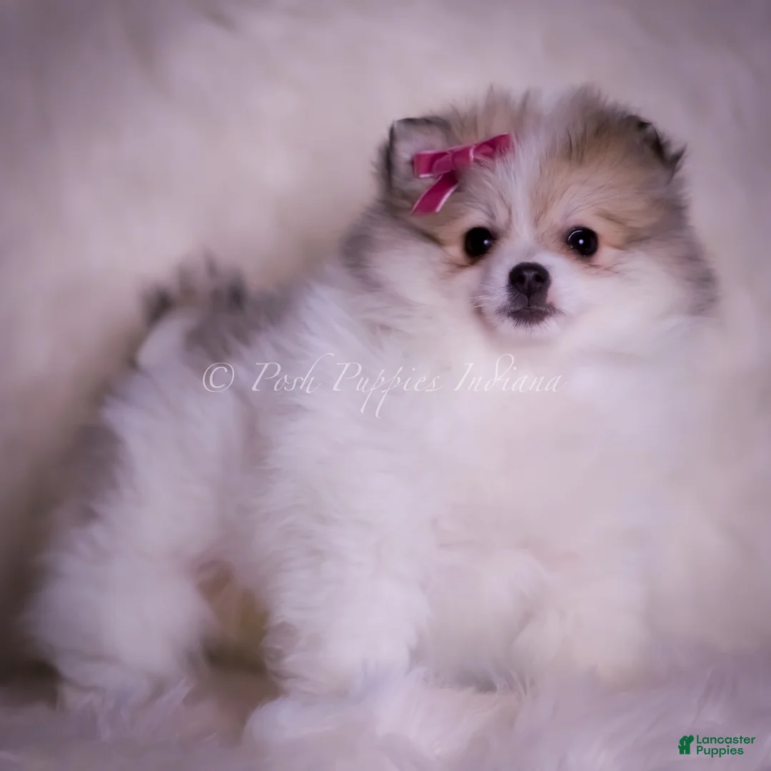 Pomeranian dogs for sale: Stacie - Ad 5
