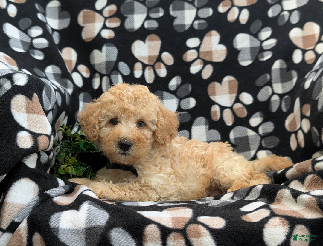 Cockapoo dogs for sale: Moore Hypoallergenic - Ad 8