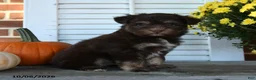 Mixed Breed dogs for sale: Mocha - Ad 5