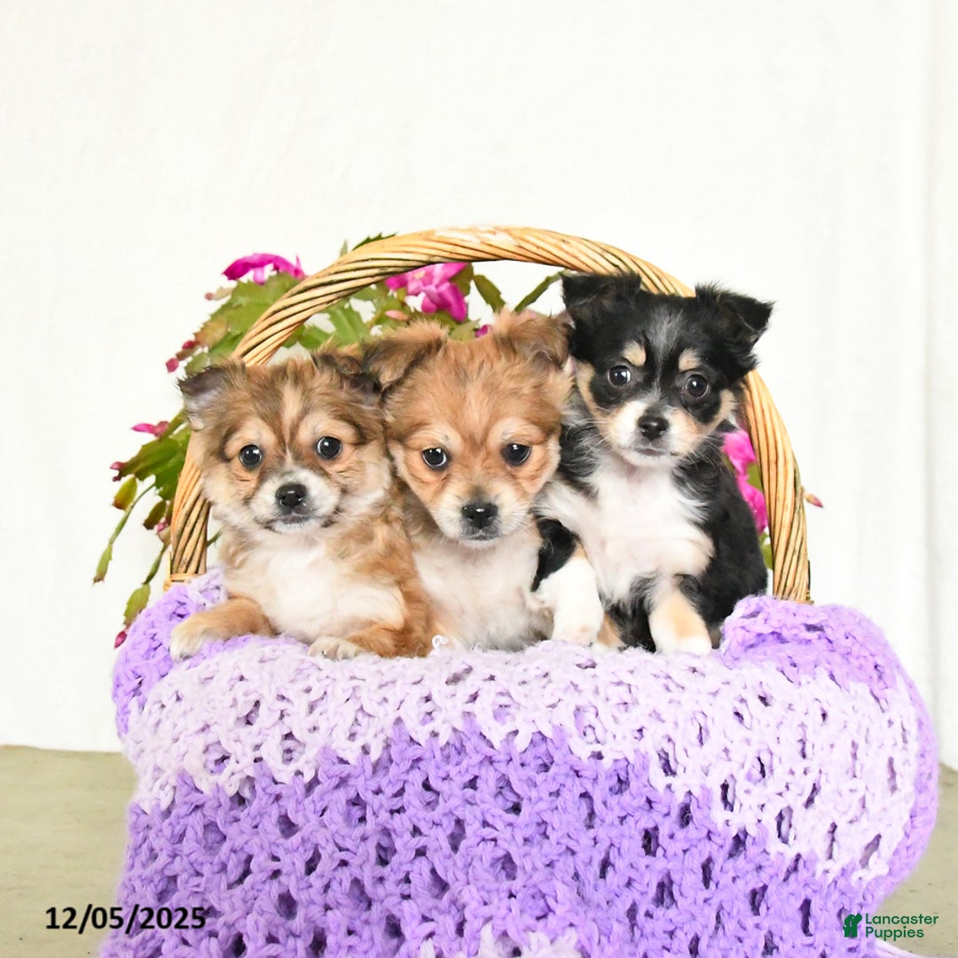 Chihuahua dogs for sale: Fancy - Ad 3