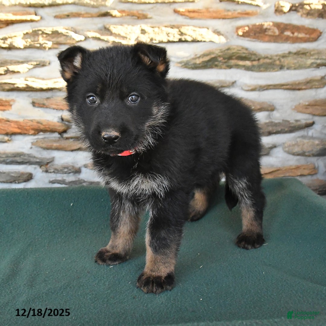German Shepherd dogs for sale: Mable - Ad 3