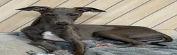 Italian Greyhound dogs for sale: Maynard - Ad 3