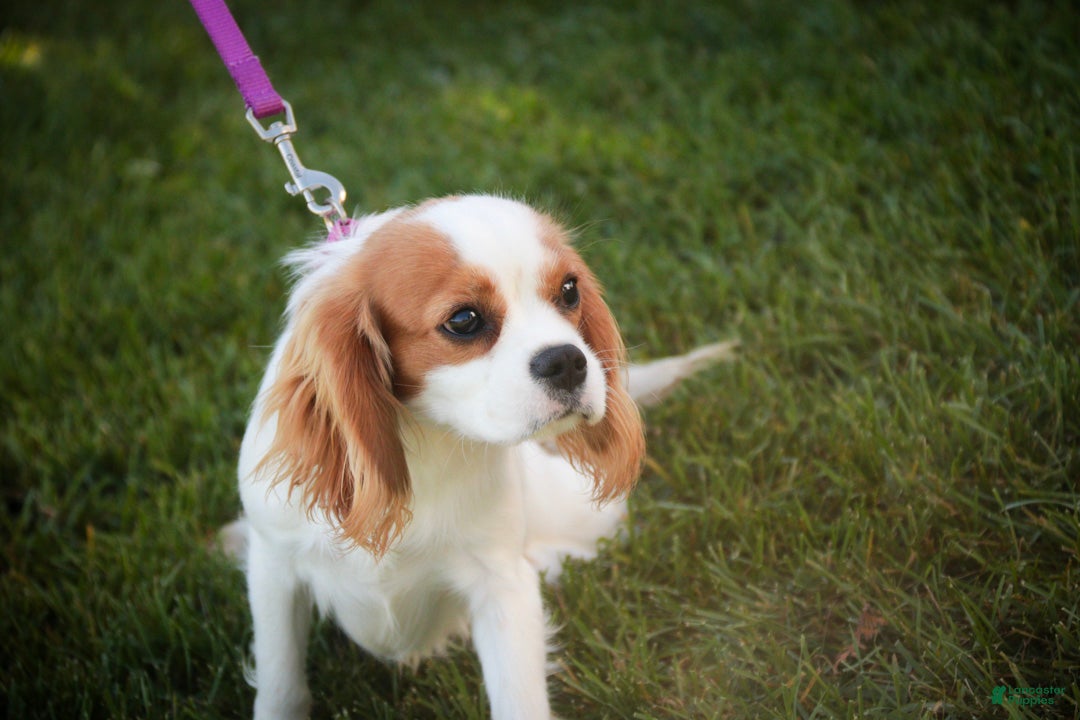 Cavalier King Charles Spaniel dogs Lars - Ad 2