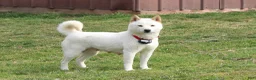 Shiba Inu dogs for sale: Tinker - Ad 4