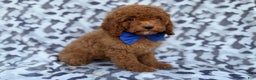 Cockapoo dogs for sale: Stocking - Ad 2