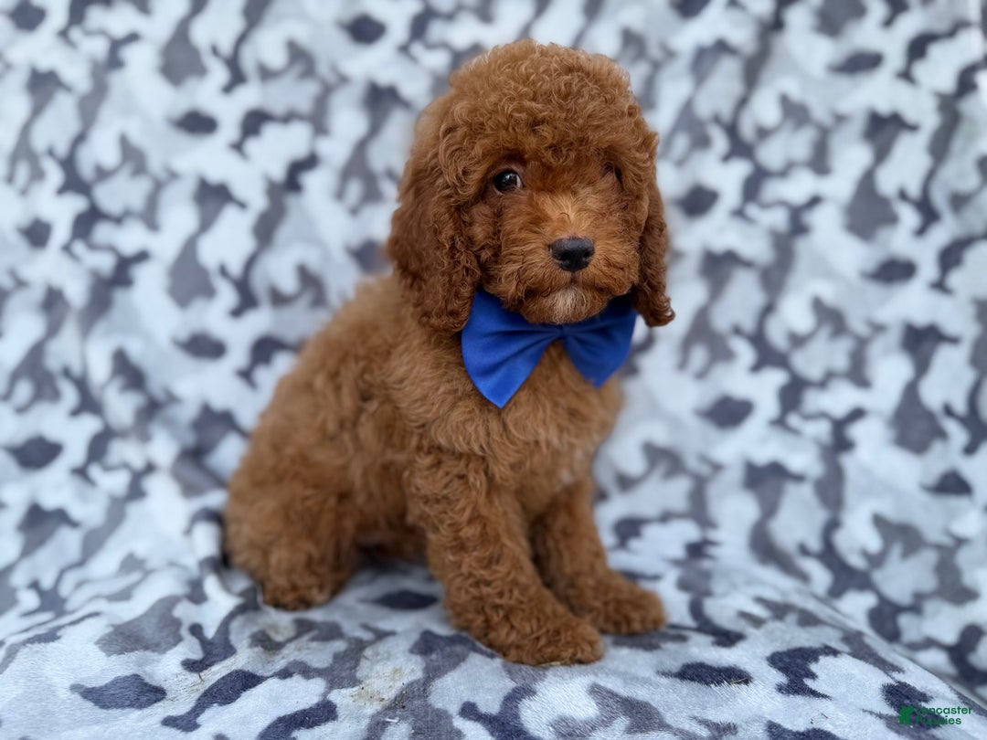 Cockapoo dogs for sale: Stocking - Ad 2