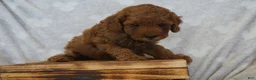 Miniature Poodle dogs for sale: Frankie - Ad 3